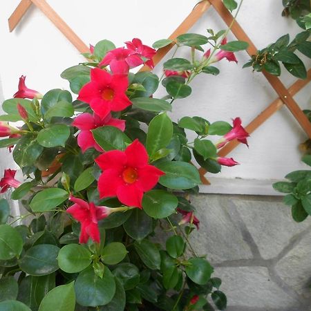 Aggela Guesthouse Skopelos Zewnętrze zdjęcie