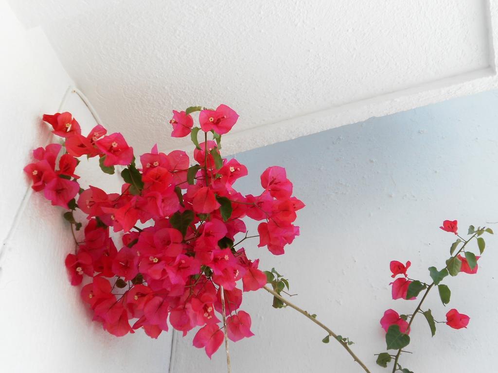 Aggela Guesthouse Skopelos Zewnętrze zdjęcie