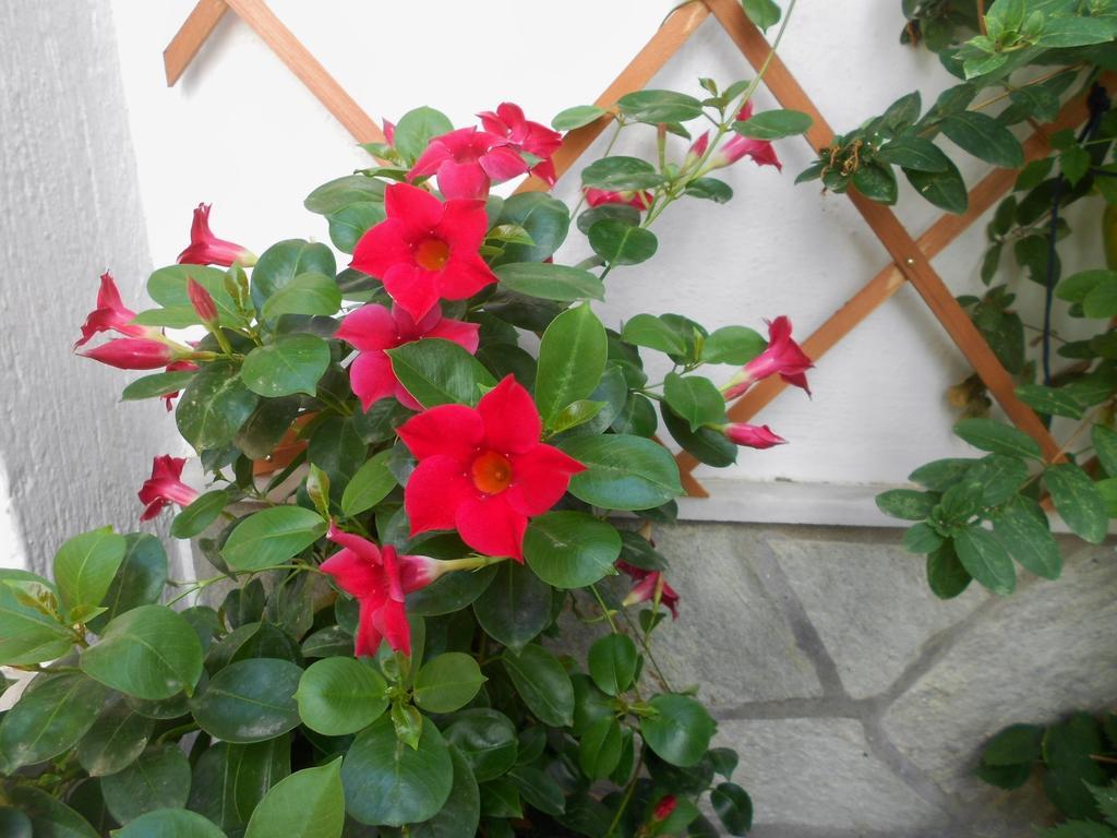 Aggela Guesthouse Skopelos Zewnętrze zdjęcie